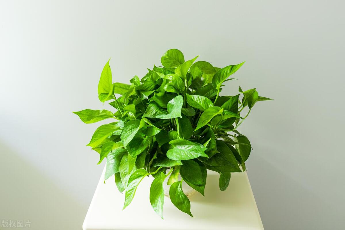 绿萝藤蔓过长怎么打理好看,绿萝藤蔓怎么养才会粗壮