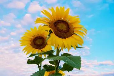 淘宝全球购买到假货怎么赔付,淘宝店铺全球购假货怎么办理