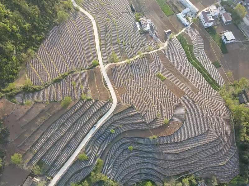 镇安观摩会重点项目,镇安县交流会