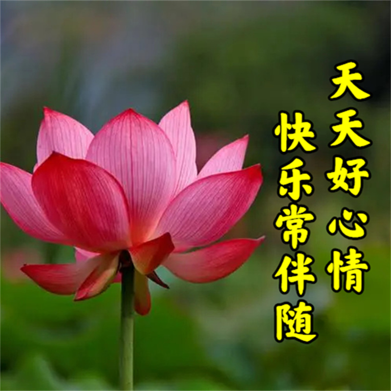 早上好暖心的早安问候图片,周一至周日最美早安问候图