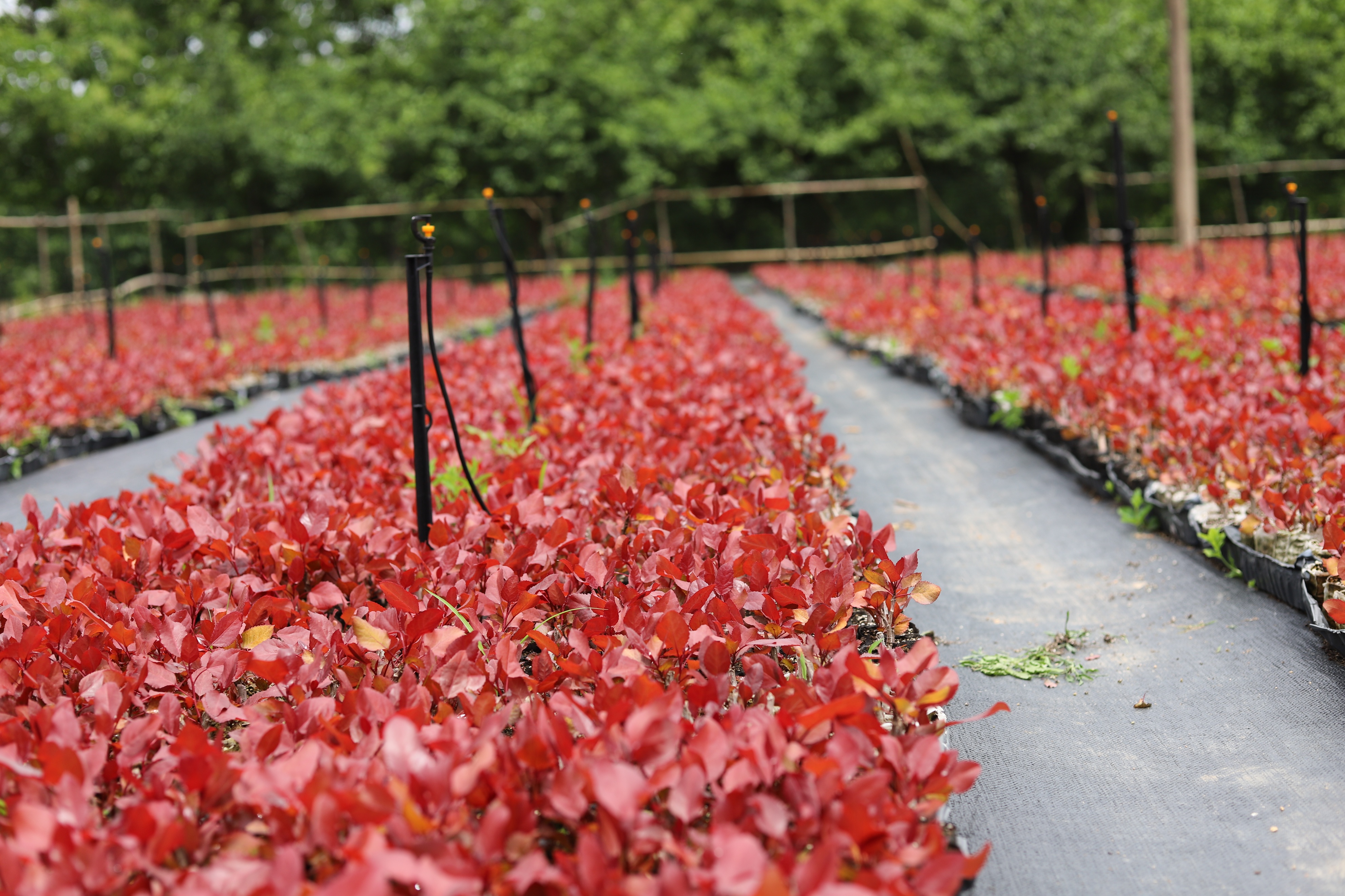 东方彩韵,东方彩韵10公分图片