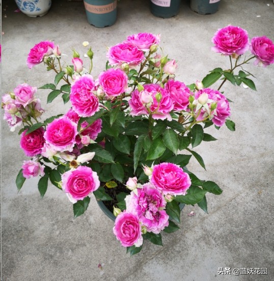 月季花盲芽,月季花怎么有盲枝和盲芽呢