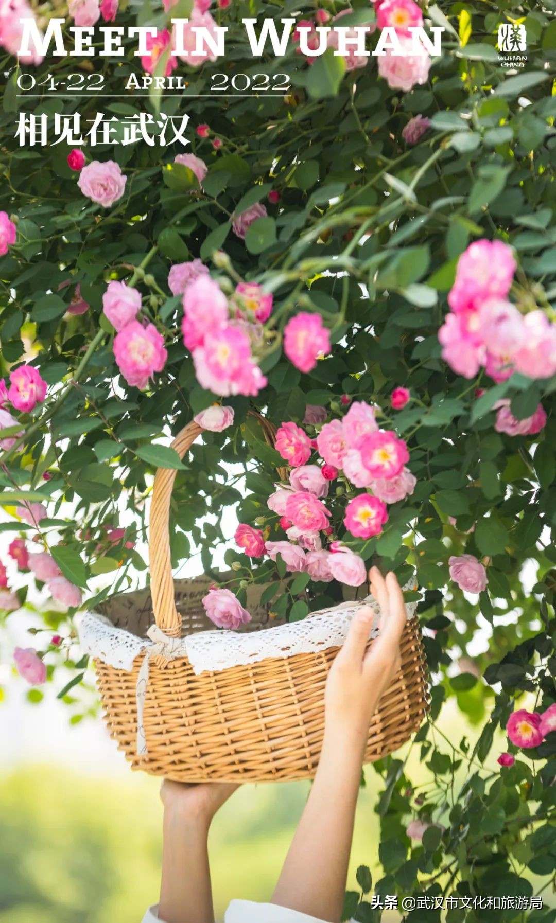 武汉的浪漫鲜花占一半,武汉的樱花开满了全城