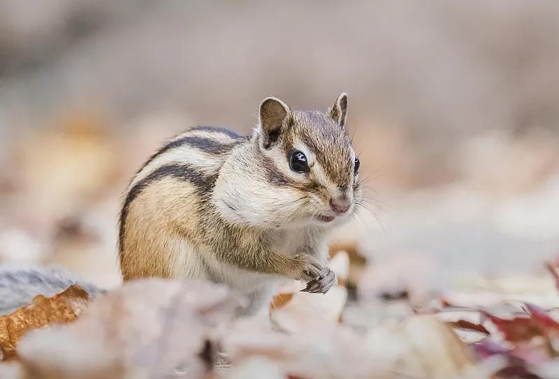 什么宠物对纯素食者最好,好养且可以食用的宠物有哪些