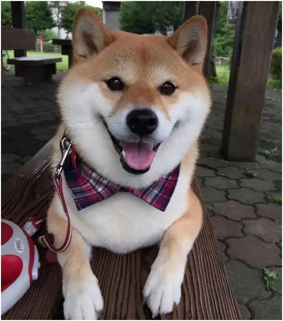 中华田园犬可怜吗,中华田园犬也有柴犬吗