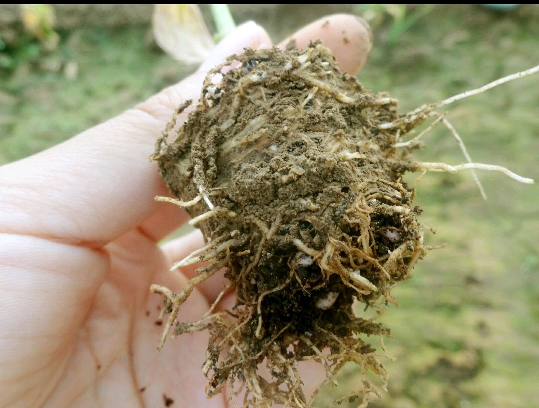 如何防治辣椒的根腐病,辣椒根腐病防治的最佳方法