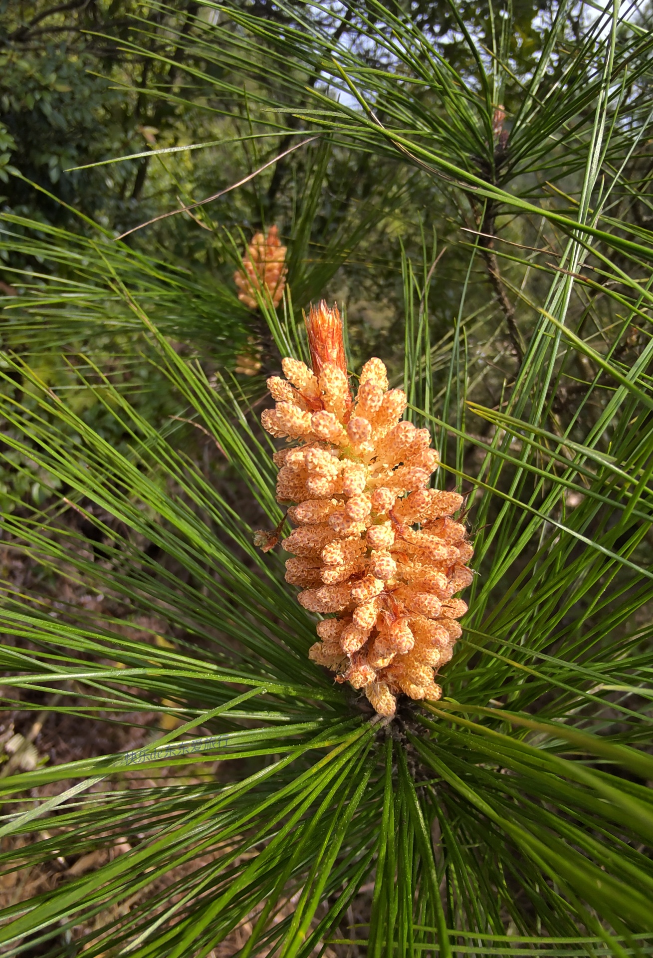 大家纷纷出去赏樱花，我却和老婆偷偷去山里看松树花，收获如何？