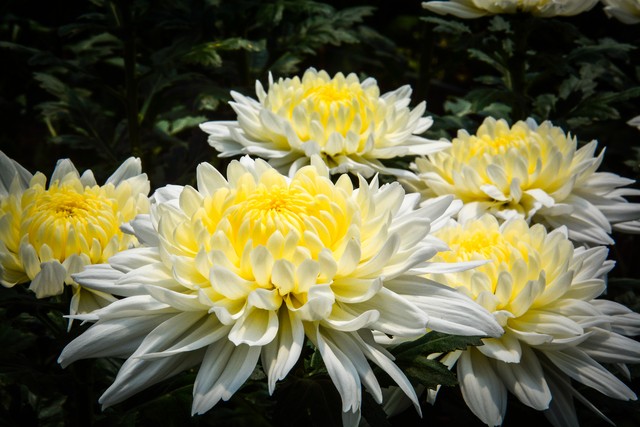 大姨妈来了能肛检吗,大姨