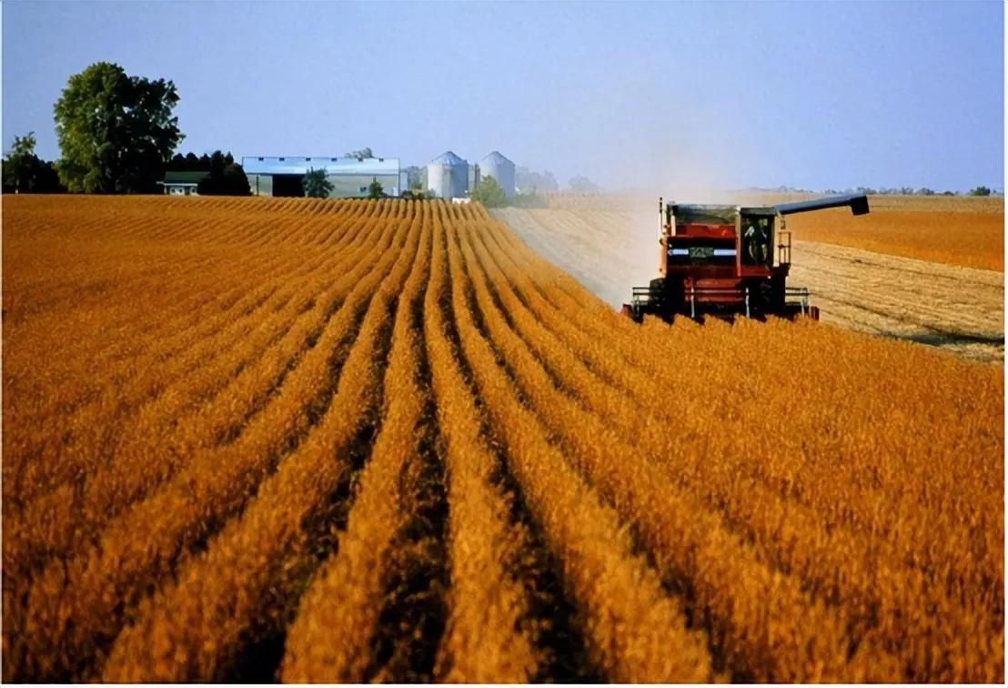 我国的野大豆究竟多重要？美国用1粒我国野豆，改变全球大豆格局