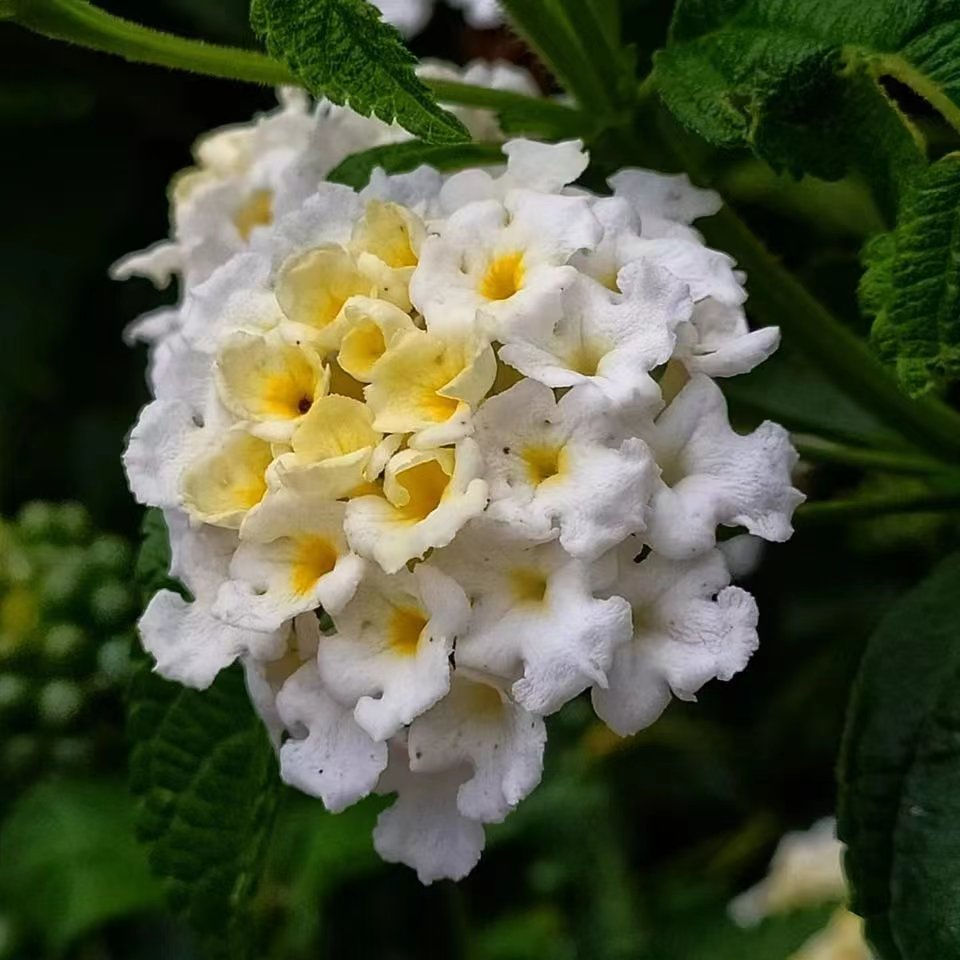 适合夏天养的7种花越晒开花越旺,夏天最能开的10种花越热越能开