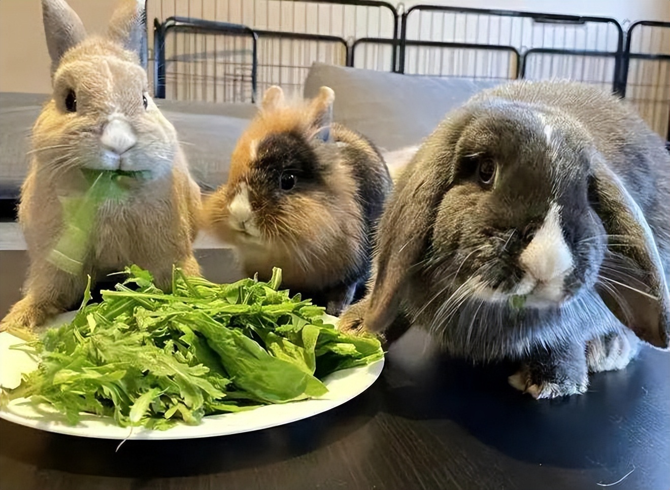 属兔的养兔会怎么样,兔年兔子忌讳什么