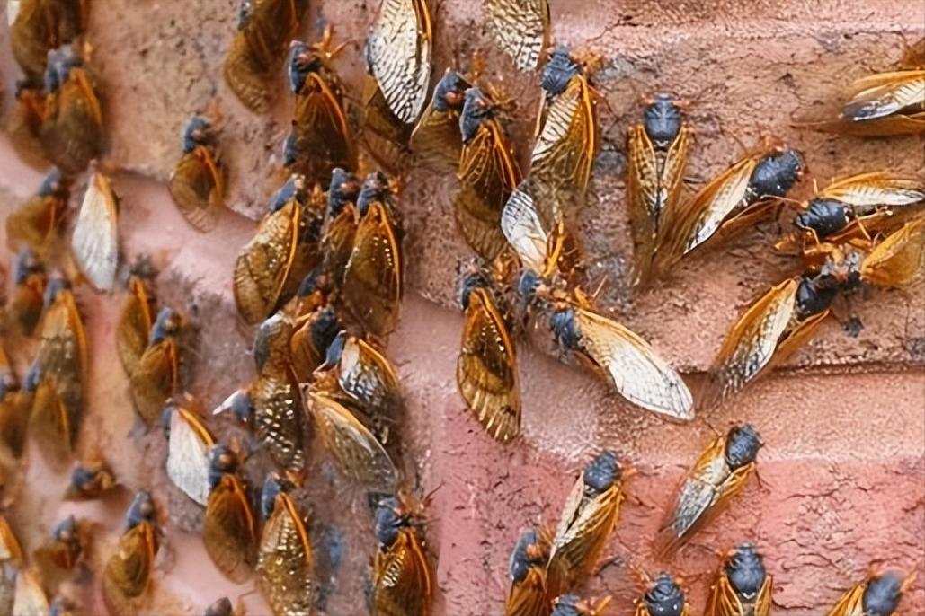 在美国知了猴泛滥,中国人在美国吃知了猴