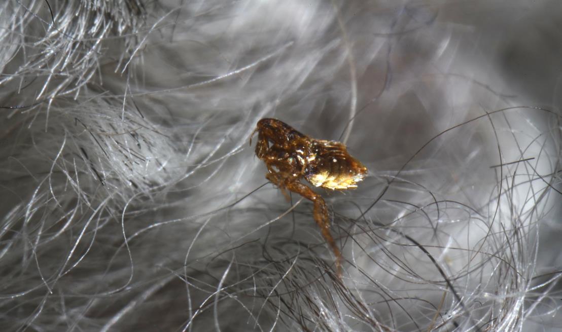 阴虱病怕什么,阴虱可怕吗怎样才能处理干净