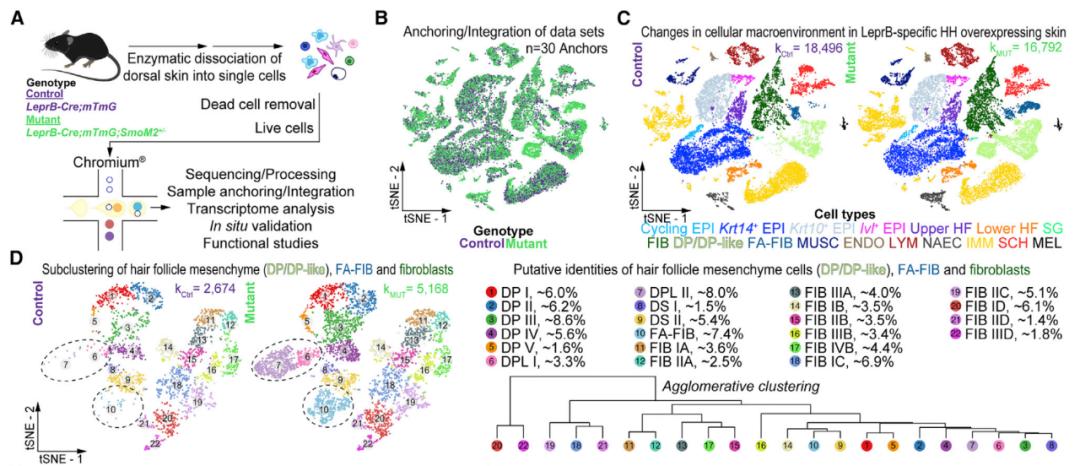 雄性激素脱发打什么针,雄性激素脱发cgf有用吗