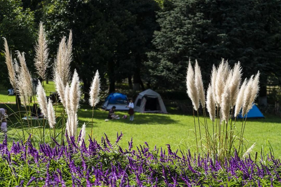 昆明昙华寺公园免费吗,乐享云南