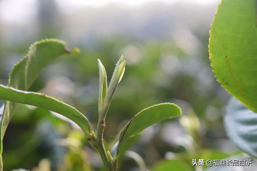 春茶正浓当酣饮,春茶尝鲜正当时