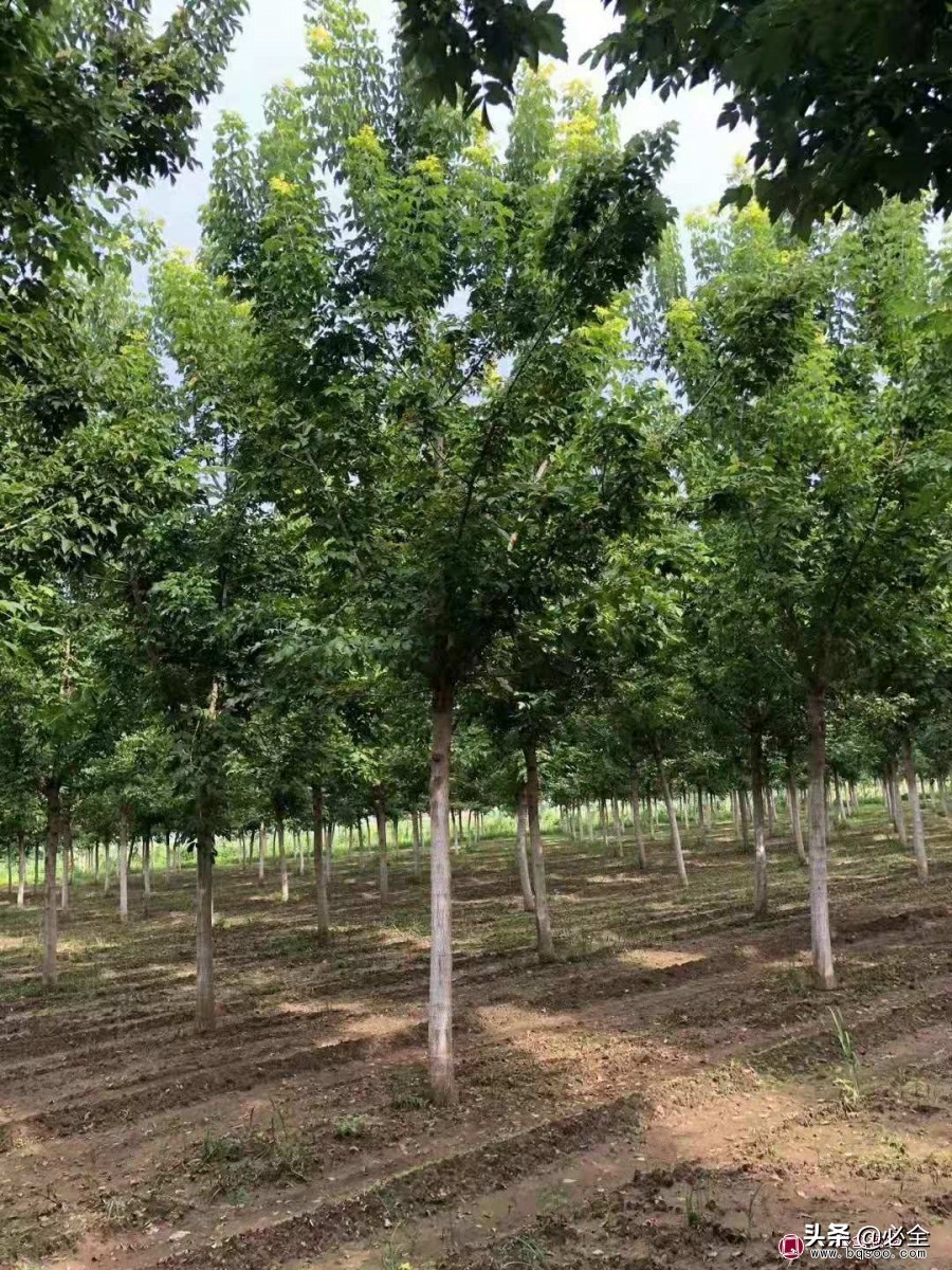 绿化苗木验收小妙招,苗木进场验收需注意哪些