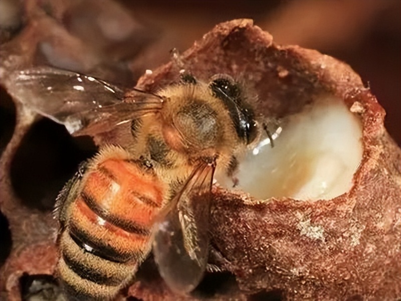 蜂王浆,蜂王浆价格一斤多少钱