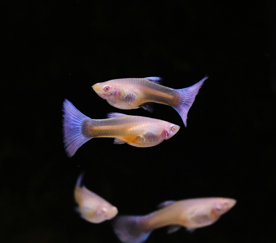 小孔雀鱼怎么长的慢了呢,养孔雀鱼开缸怎么开的慢