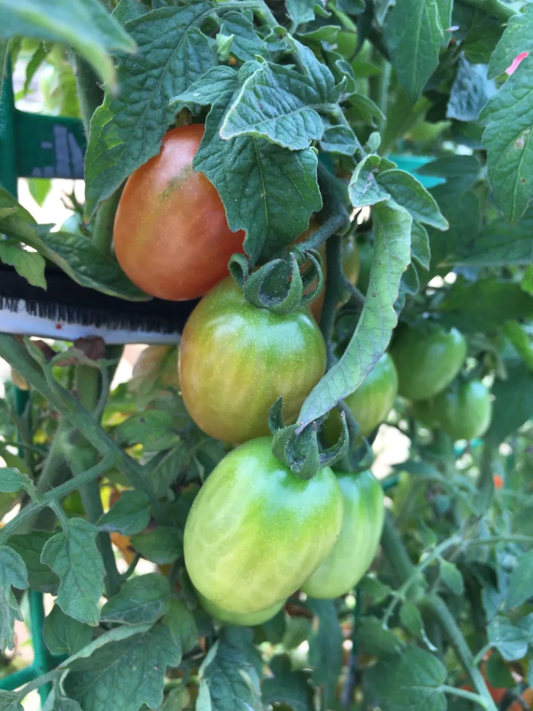 旭光车行雅迪电动车,旭光单车