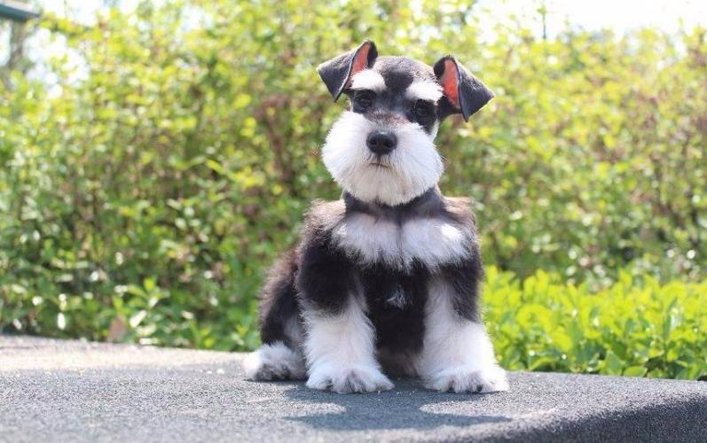 适合女生养的中小型犬推荐,十大适合女孩子养的小型犬