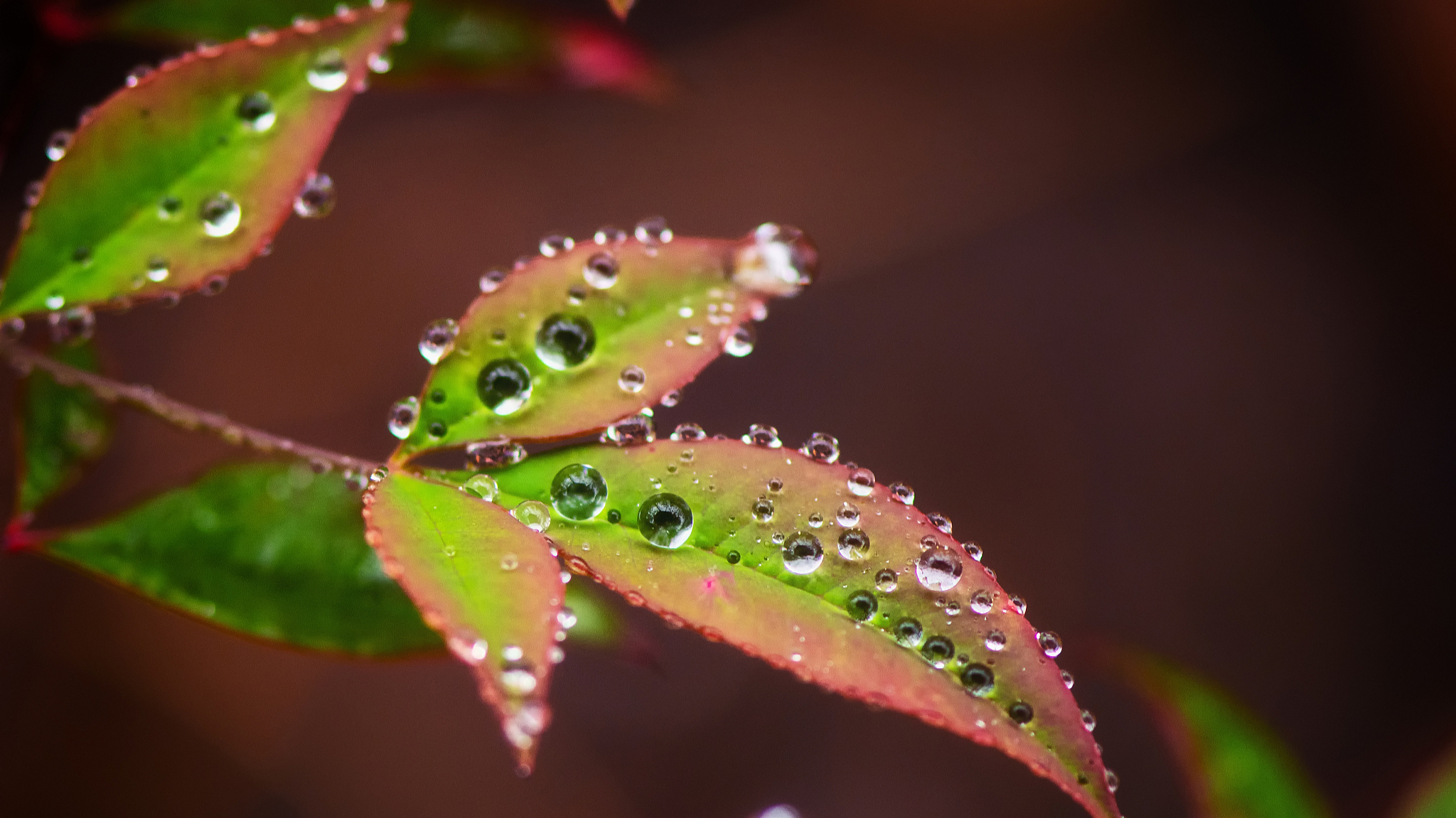 最美的十首词听雨,几首听雨诗