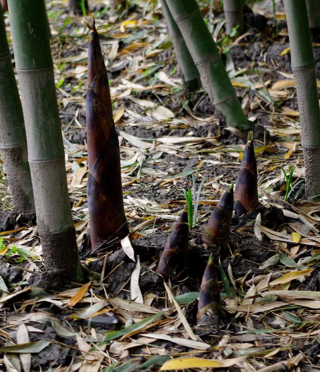 【原创】散文·江南春笋