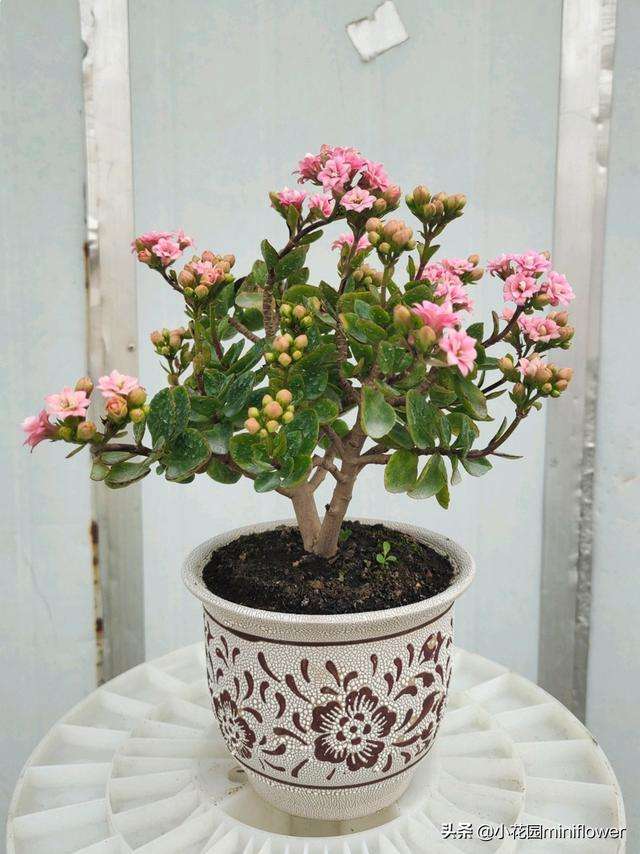 养在家里富贵花有哪些品种,盆栽富贵花怎么种植最好