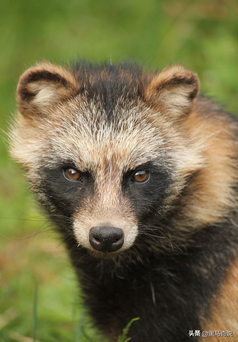 美国用吃解决的物种入侵,中国怎么反倒不行了?让17公斤巨鼠泛滥