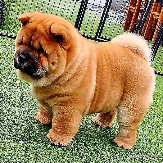 狗的种类常见宠物狗的品种及特点,宠物狗种类及特点