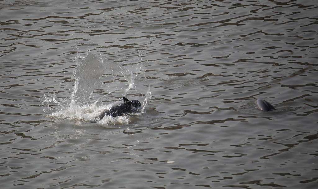 什么年代禁捕刀鱼,1万一斤刀鱼