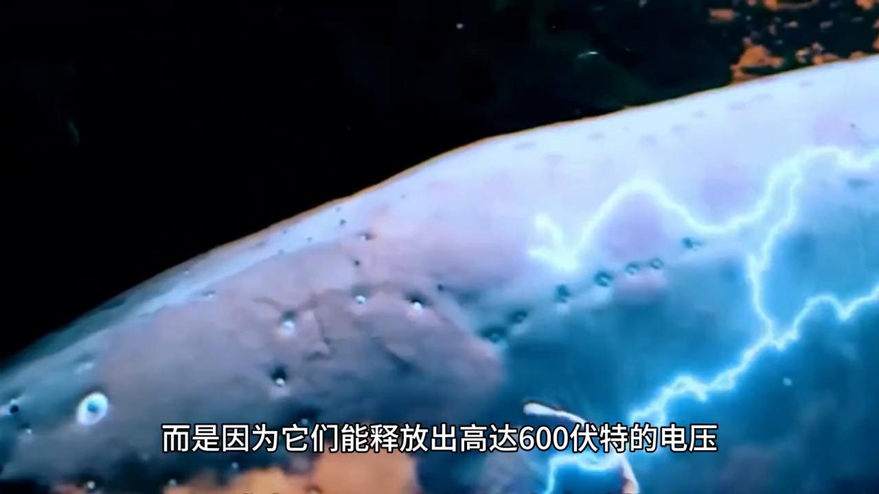 电鳗的器官结构,电鳗的身体里面长什么