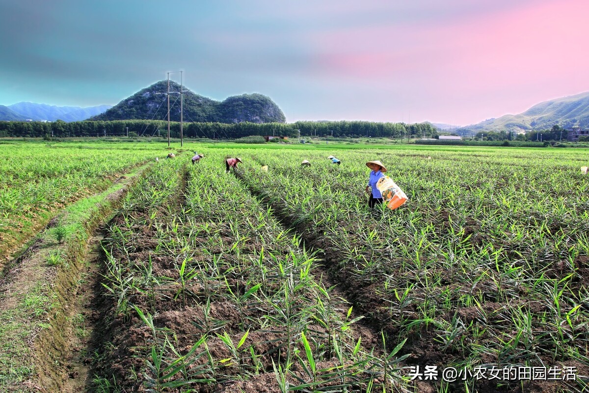 种生姜最高产量每亩有多少斤,什么样的土质适合种植生姜产量高