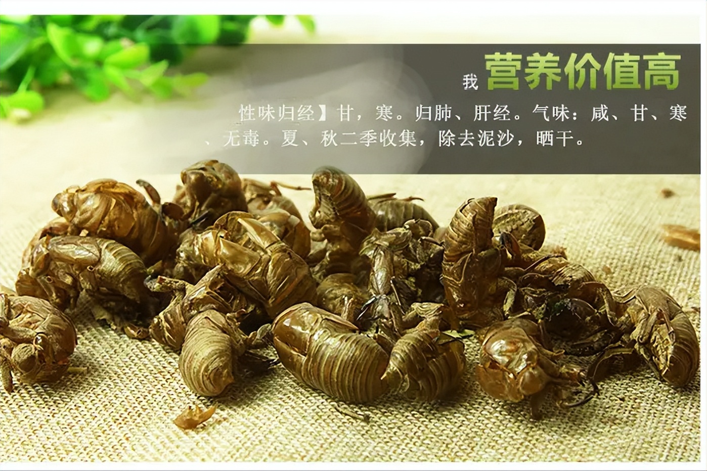 在美国知了猴泛滥,中国人在美国吃知了猴