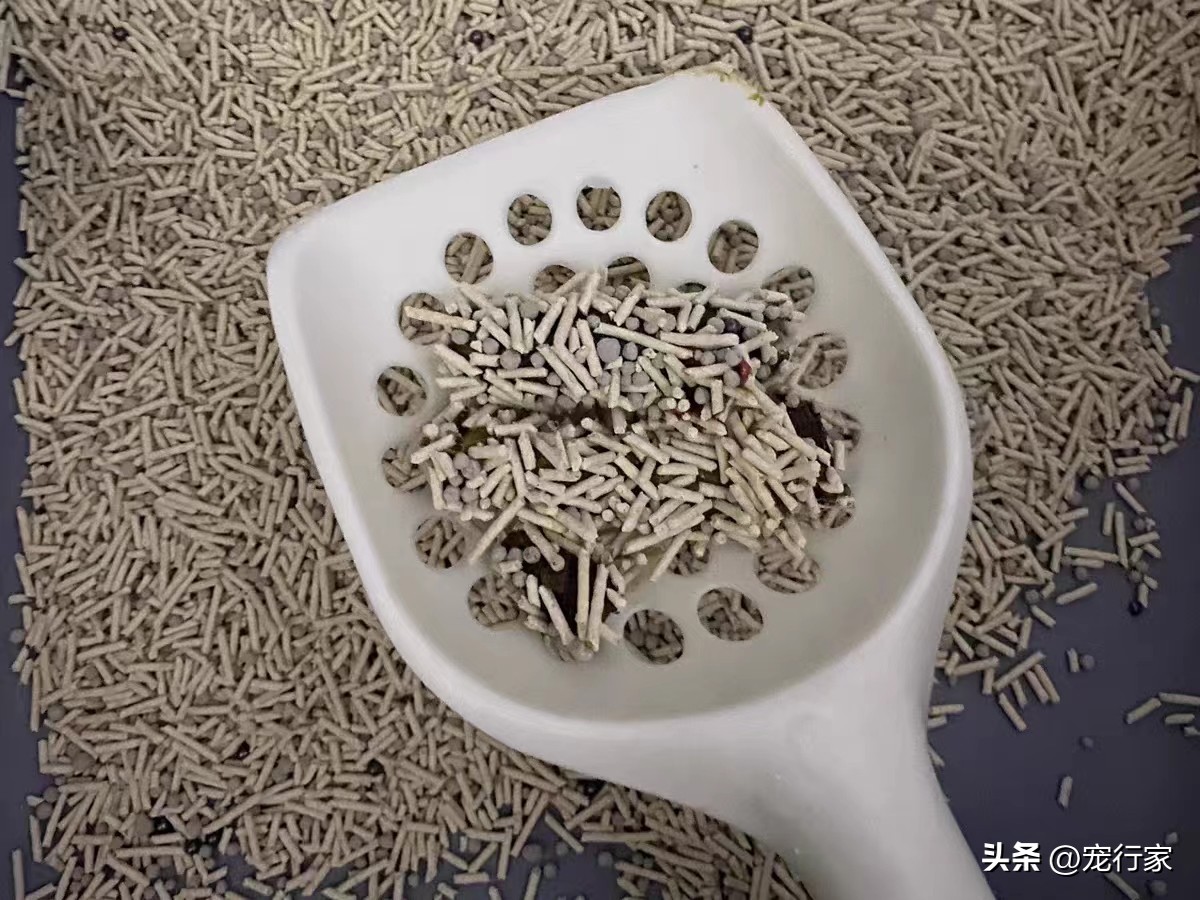 自动猫砂盆怎么去除异味,猫砂盆臭怎么解决