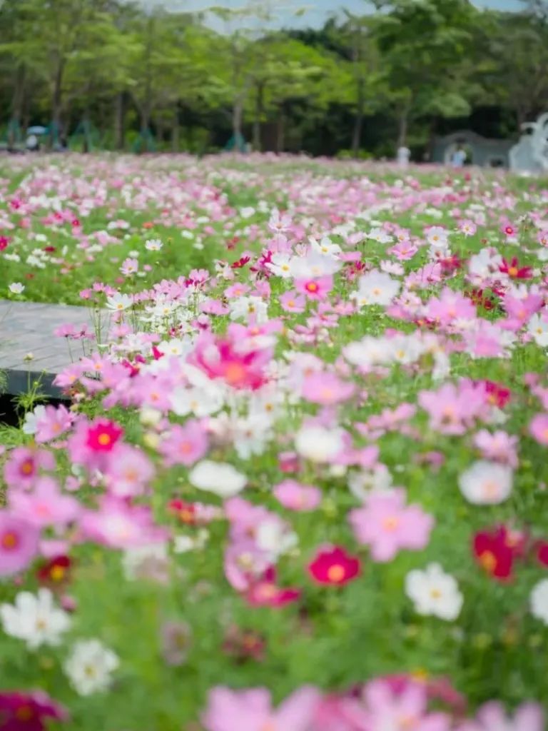 广州哪里有花海的景区,广州南沙区有哪些花海
