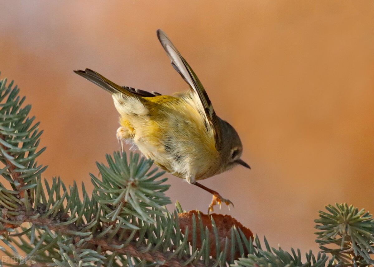 世界各国最稀有的国宝,100个国家国宝动物