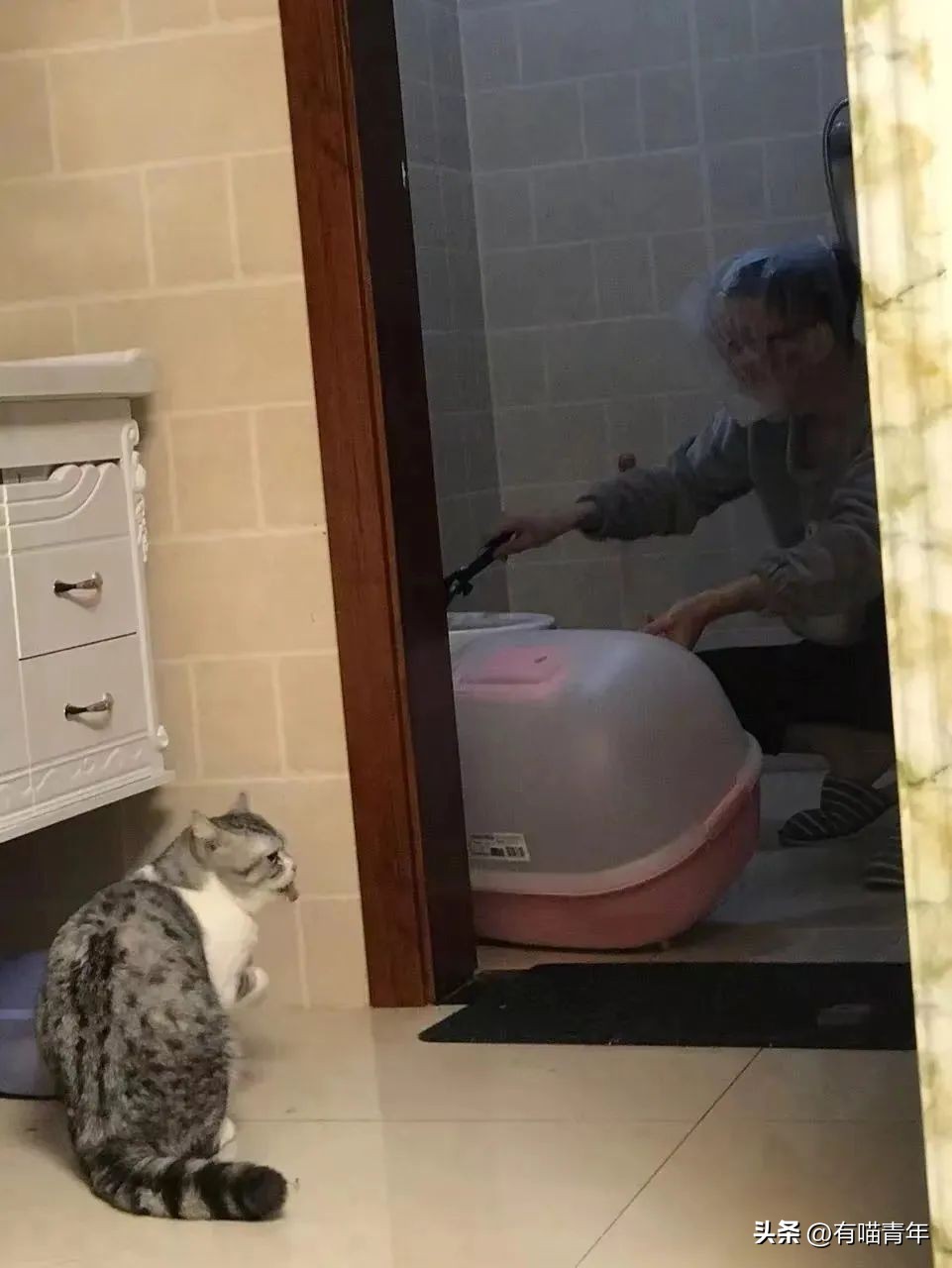 100件养猫好物,十元左右养猫好物分享