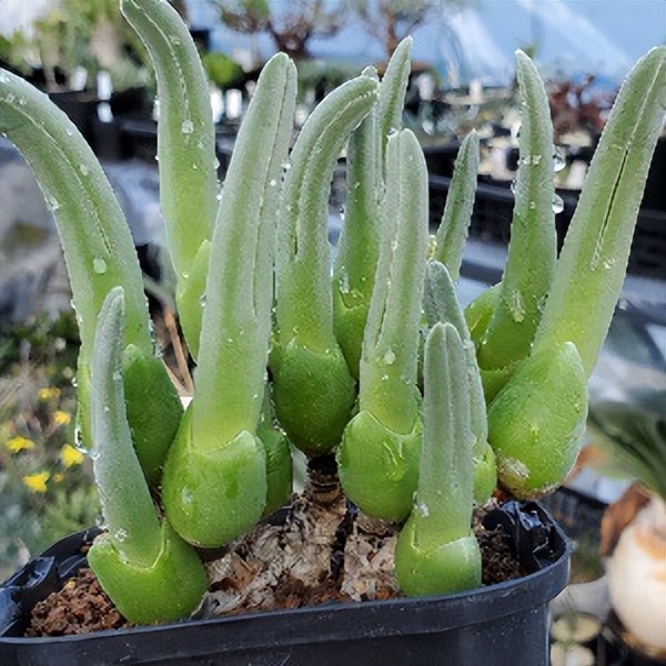 102个大类近500个多肉植物图片，都极其美丽，建议在家中也养一盆