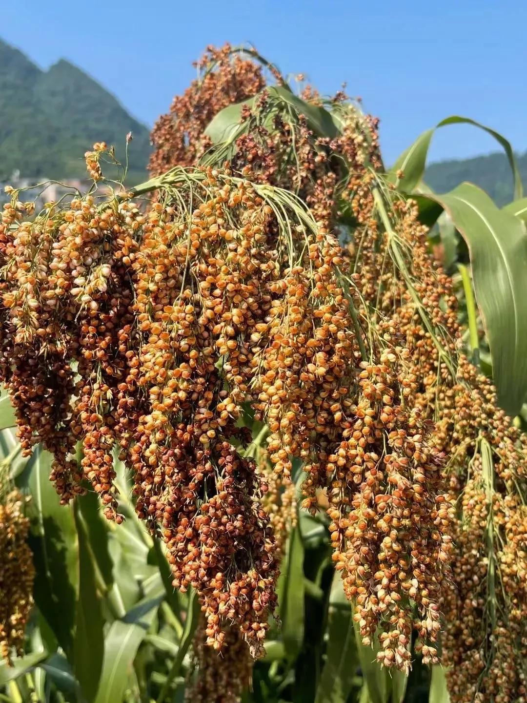 高粱品种图片大全,高粱乌米图片
