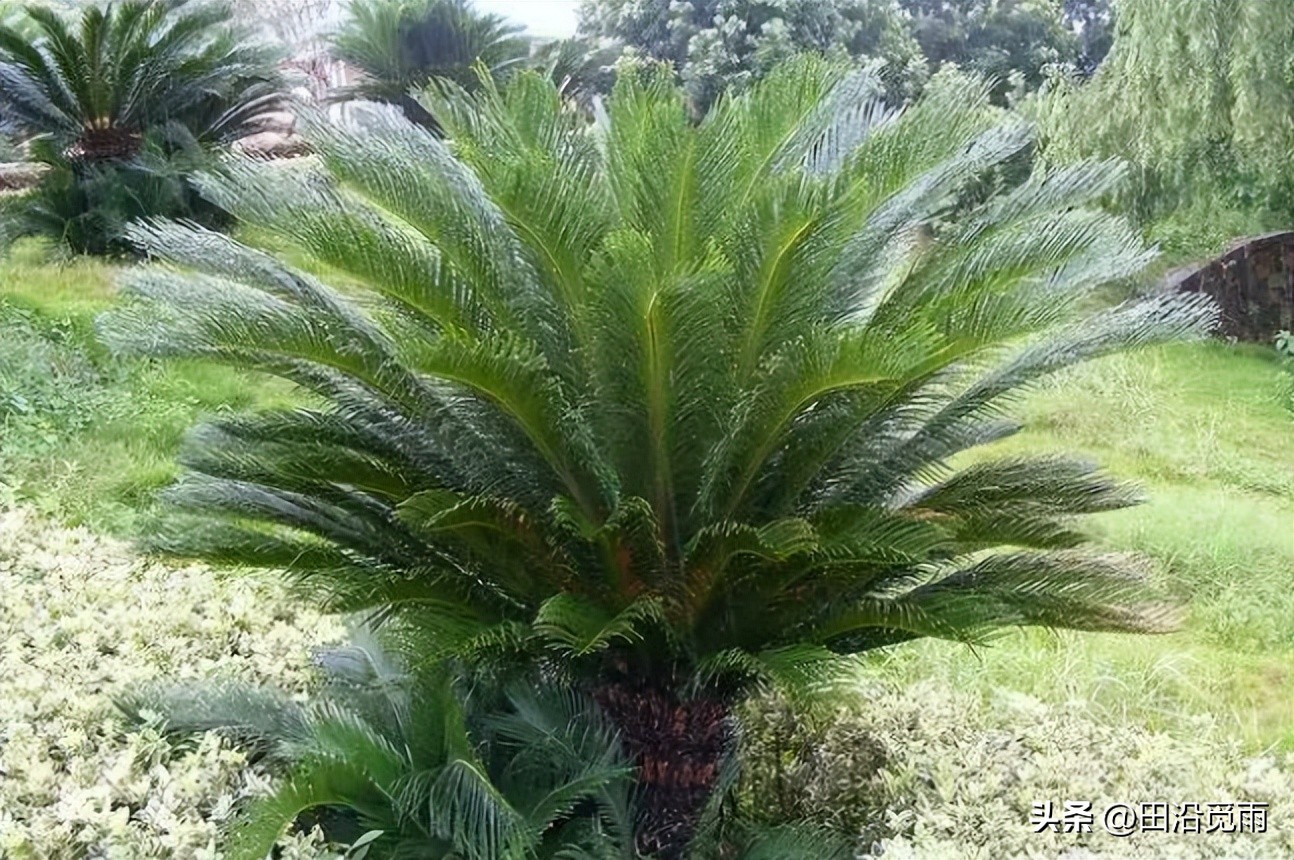 铁树烂根黄叶怎么办,铁树盆景为啥黄叶