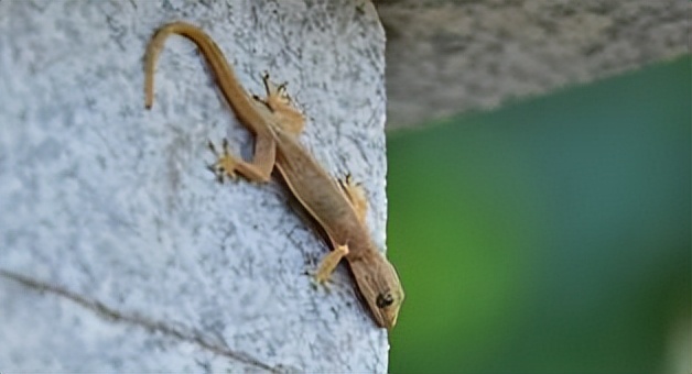农村家里经常出现蝎子蜈蚣好不好,农村院子里的蝎子的克星