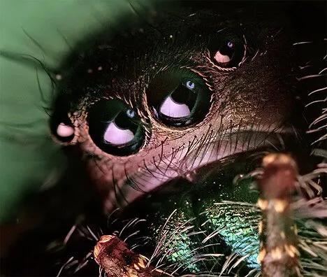 显微镜下的十大生物,显微镜下看到的各种不同样的生物
