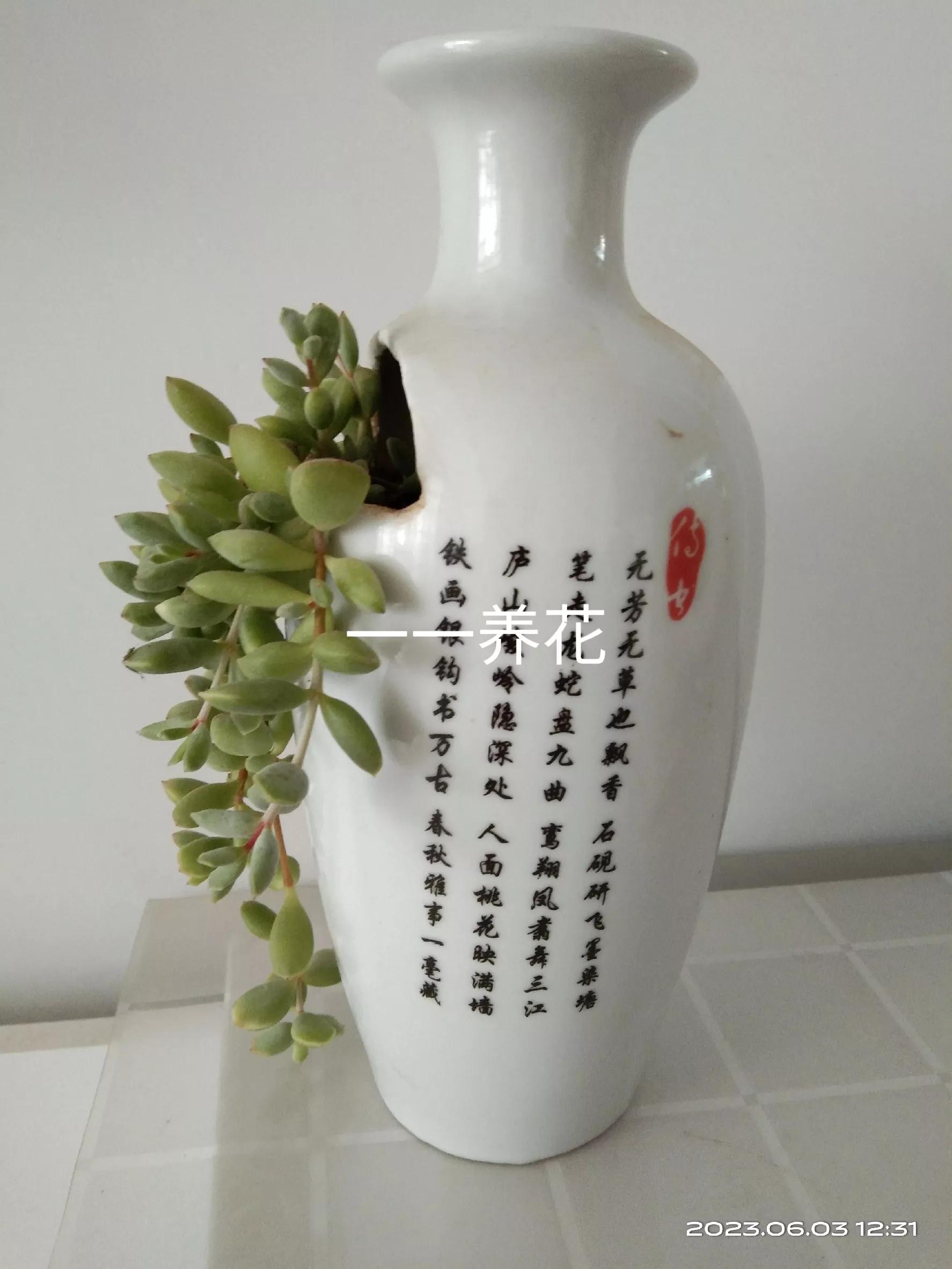 用过酒瓶能养花吗,用酒瓶养花养什么花