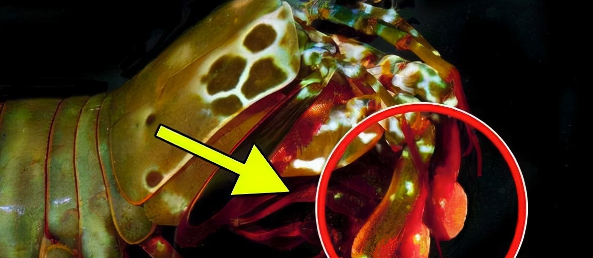 皮皮虾是史前巨兽吗,皮皮虾是外星人吗