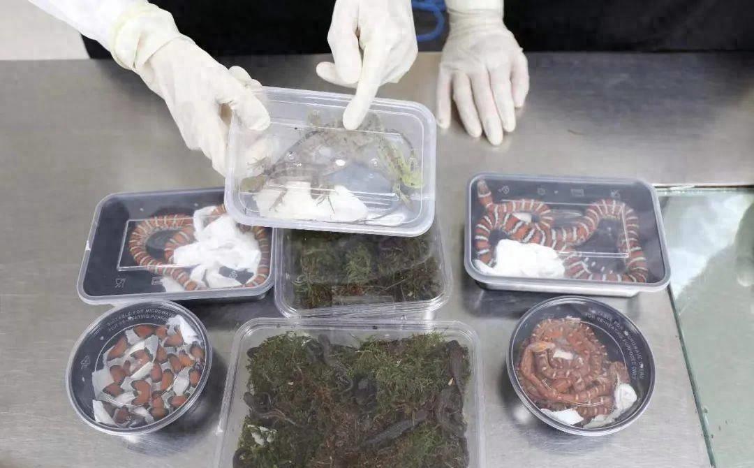 国外惊现巨型蝾螈,巨型暴蝾螈