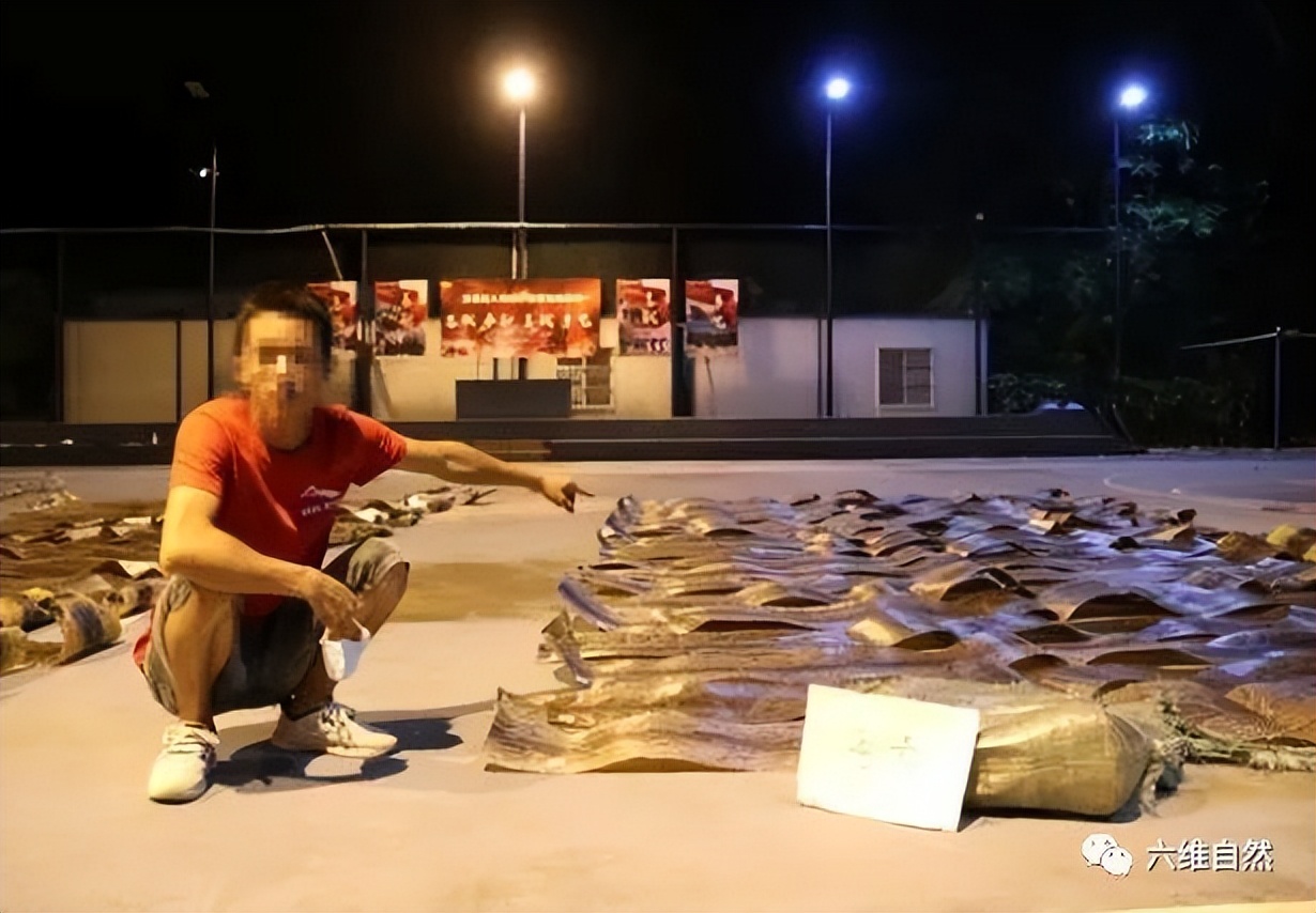 抓捕过最长的蟒蛇,最长蟒蛇视频真实