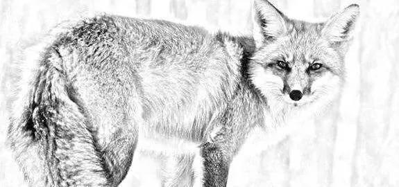 心善男子营救了一只狐狸,民间故事狐狸渡天劫