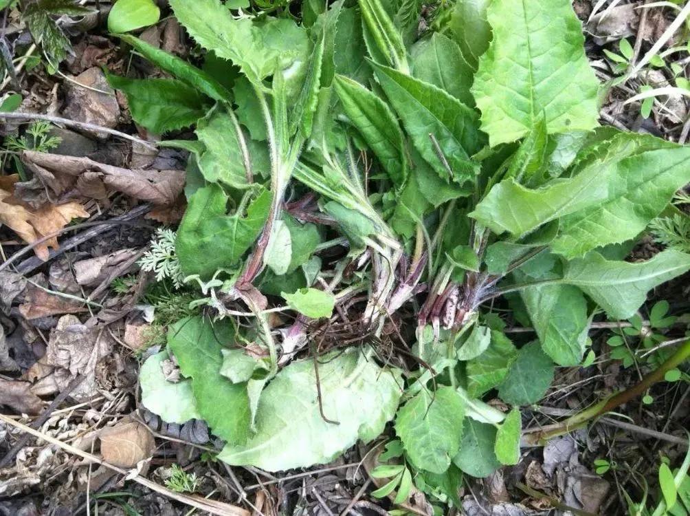 自带辛辣味，俗称“大耳毛”，用来包饺子很美味，还能祛风活血