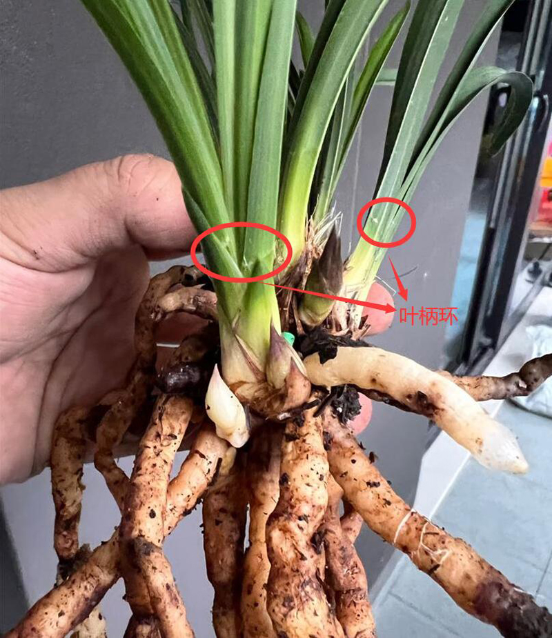 春兰生长最合适的季节,春兰的形态特征及生长习性